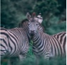 Two zibras facing eachother.
